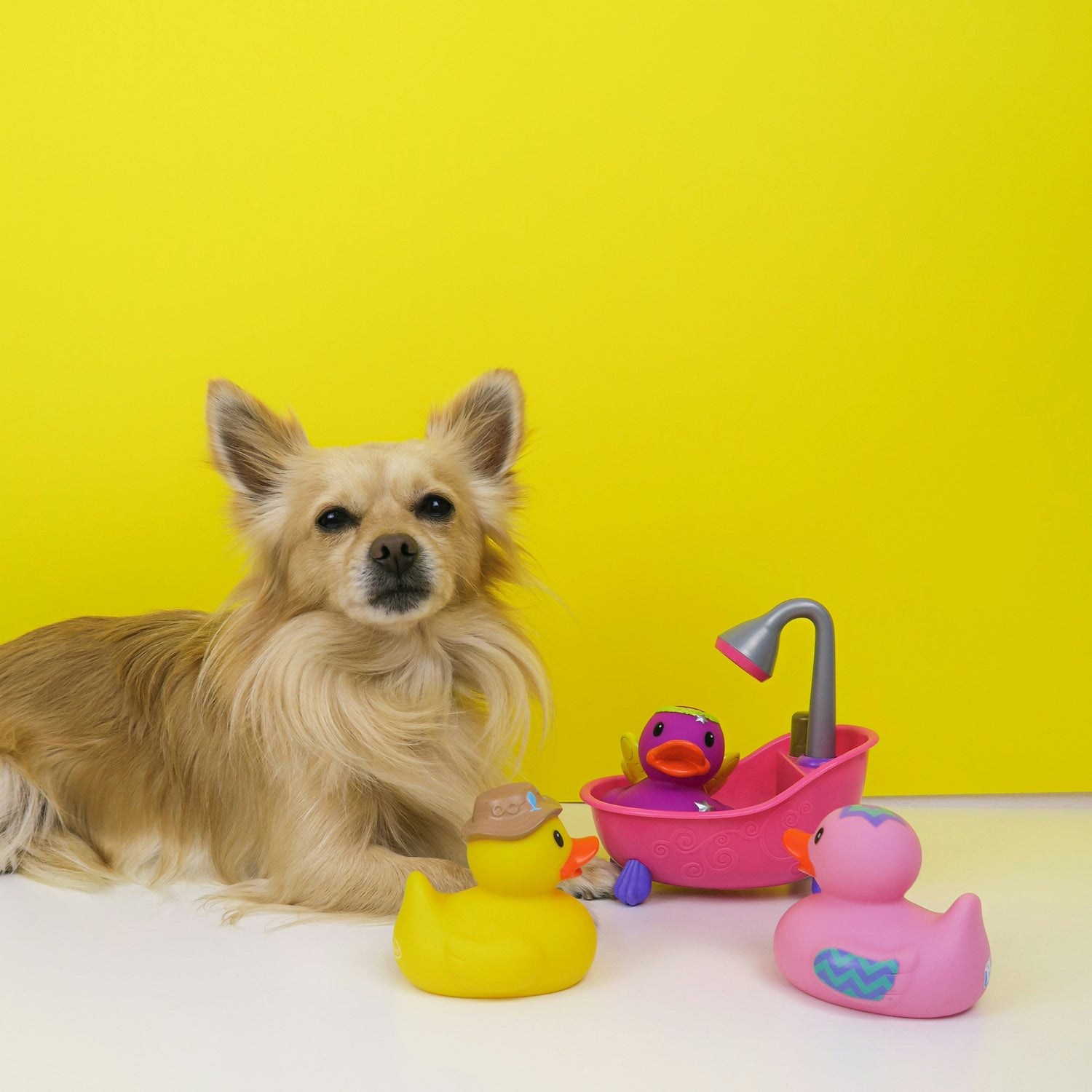 Pet World